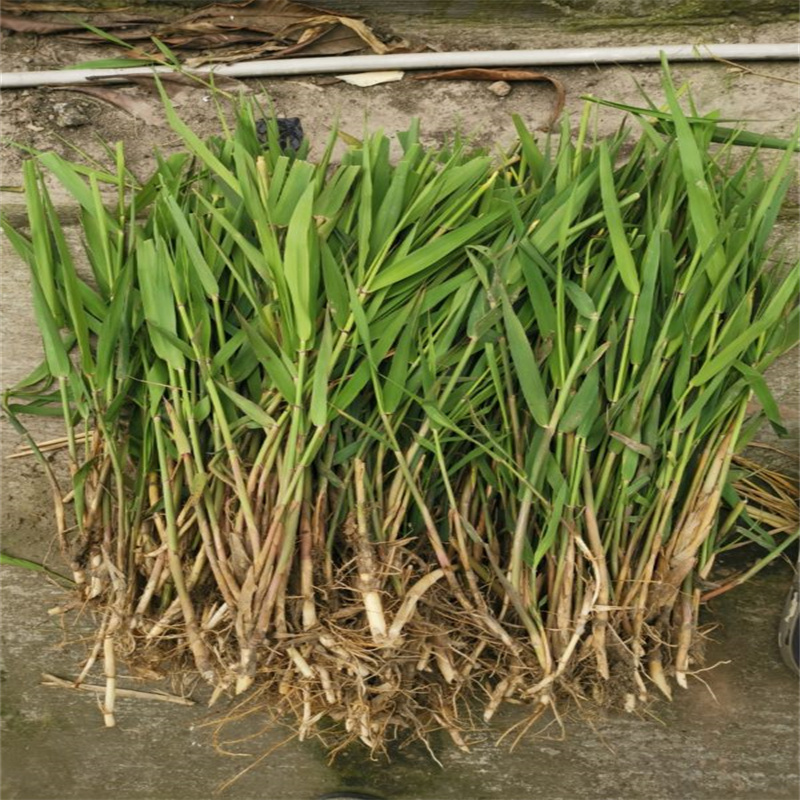 羅江蘆葦苗濕地綠化蘆葦苗多家倉庫發(fā)貨