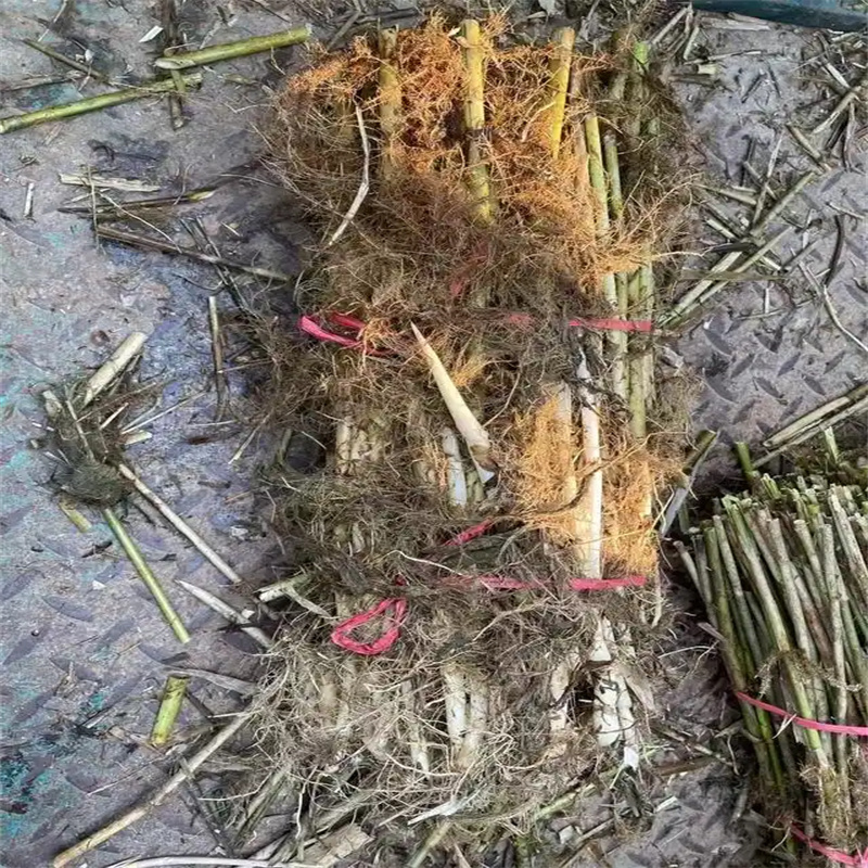 鄭州金水蘆葦小苗廠家-更專業(yè)