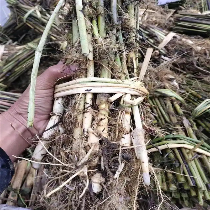 三元蘆葦苗蘆葦苗種植自主研發(fā)