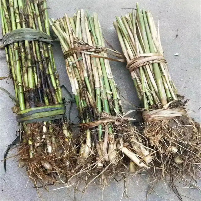 現(xiàn)貨供應蘆葦根莖_生產(chǎn)廠家