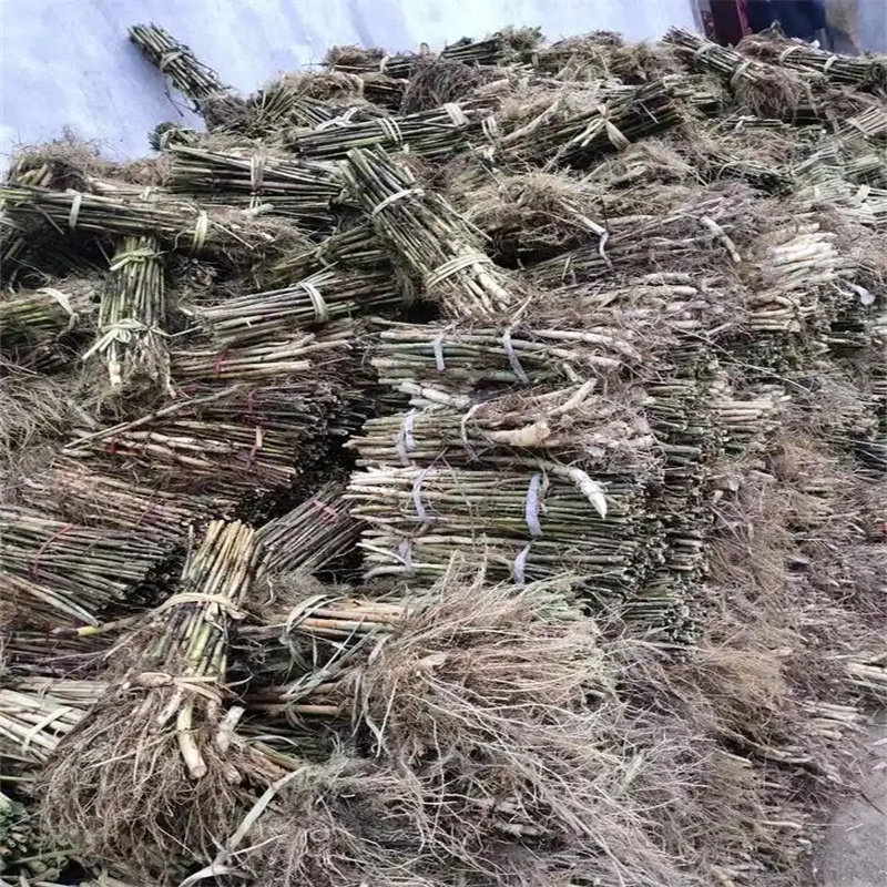 成都蘆葦苗蘆葦幼苗品牌專營