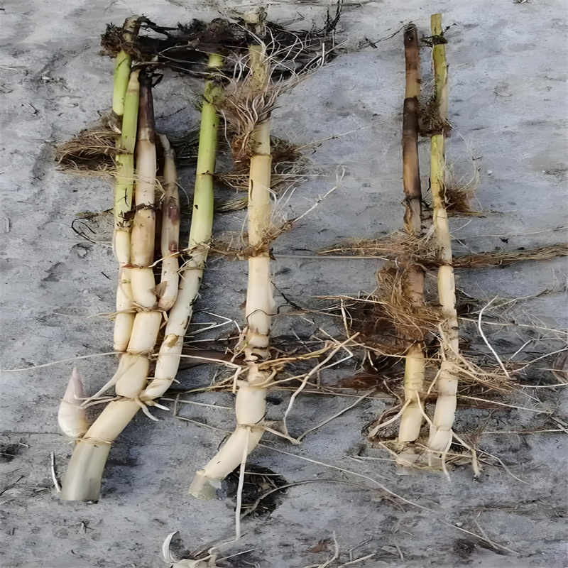 有現(xiàn)貨的西安碑林護坡固土蘆葦苗供應商