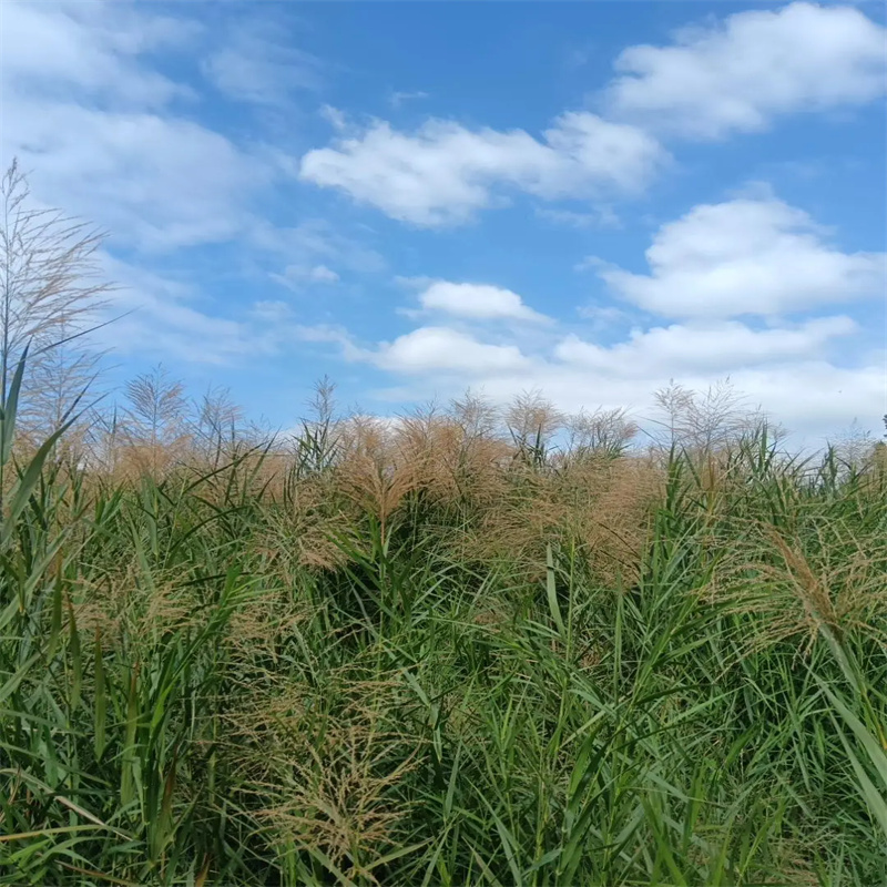 韶關(guān)新豐生態(tài)修復(fù)蘆葦苗-生態(tài)修復(fù)蘆葦苗廠家