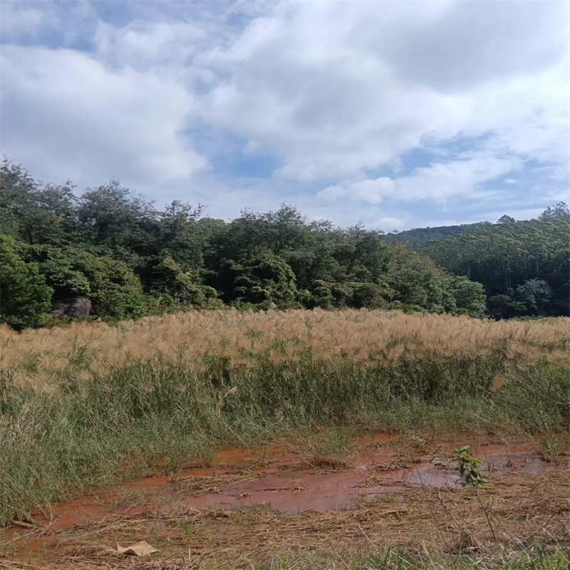 綏中蘆葦苗蘆葦根莖按需定制