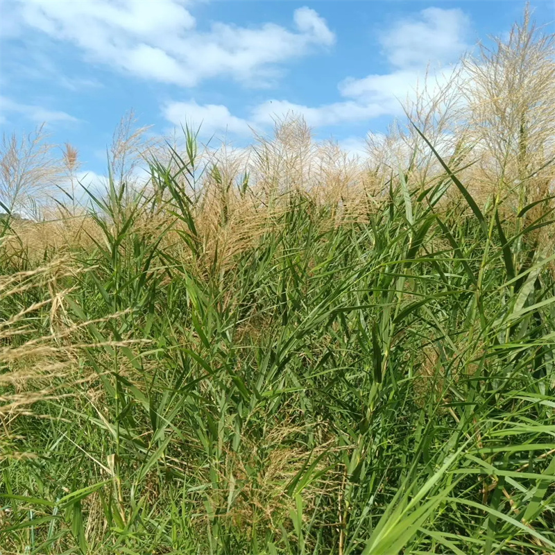 靖遠(yuǎn)蘆葦苗蘆葦現(xiàn)貨充裕