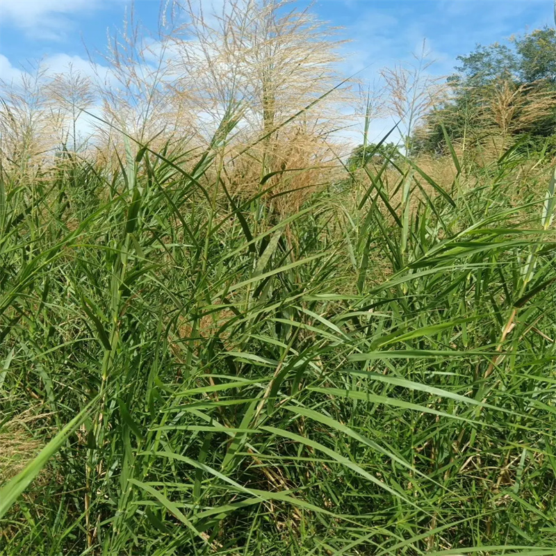 蘆葦種子-歡迎您