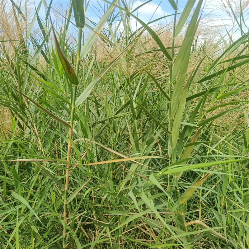 衡水蘆葦苗蘆葦苗價格優(yōu)選貨源