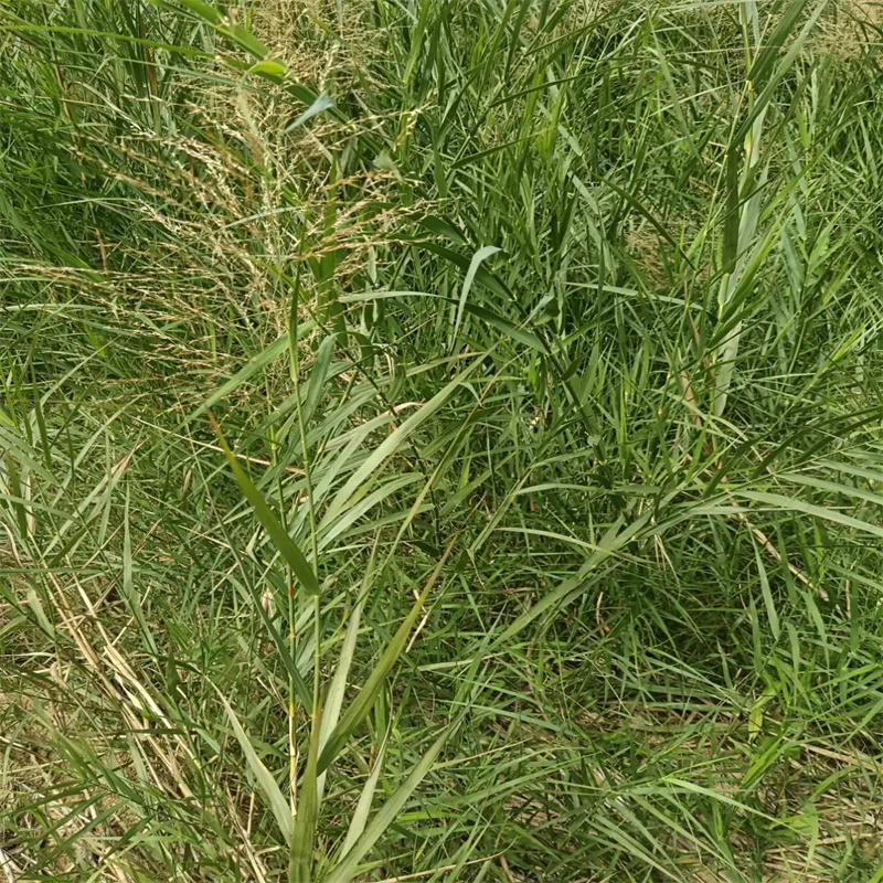 大慶景觀工程蘆葦苗、景觀工程蘆葦苗廠家直銷-價格實惠