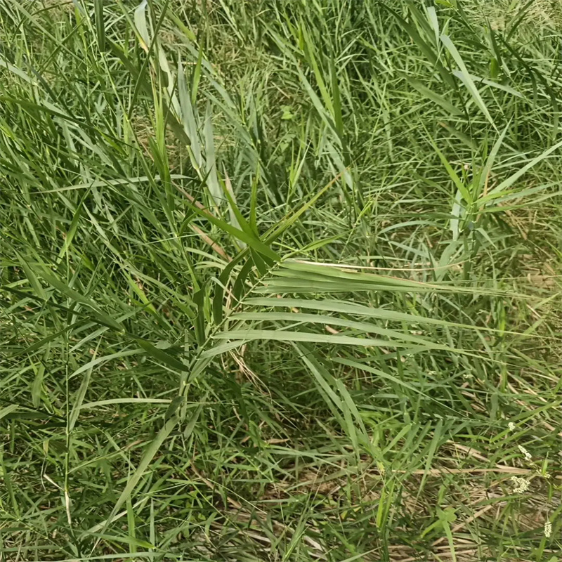 陸良蘆葦苗景觀工程蘆葦苗安裝簡單