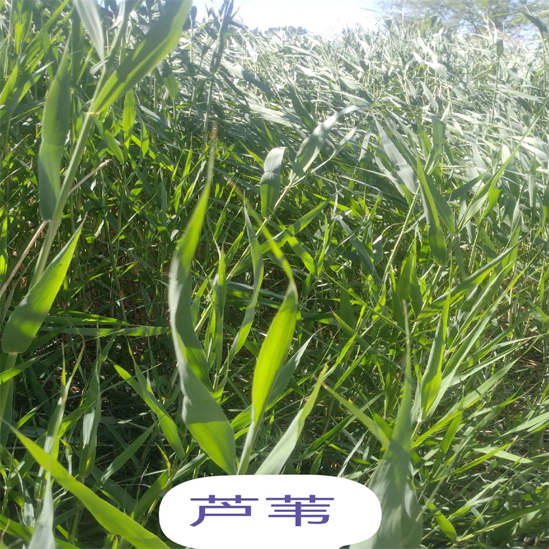 船山蘆葦苗景觀工程蘆葦苗擁有多家成功案例