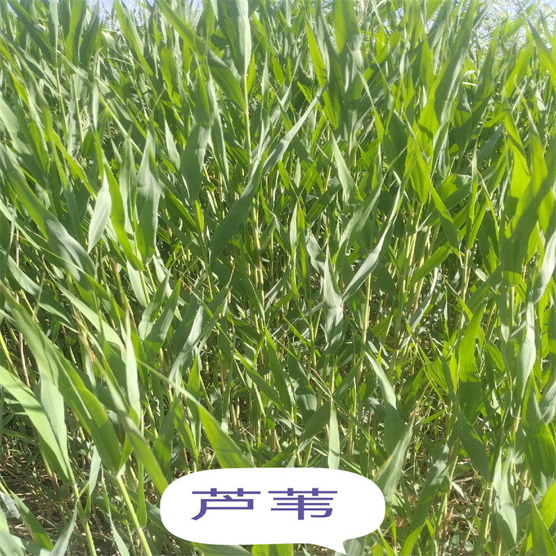 扶風(fēng)蘆葦苗蘆葦幼苗服務(wù)至上