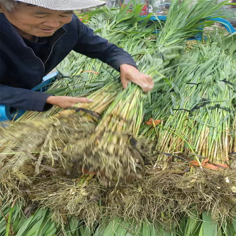 株洲蘆葦苗造紙?jiān)咸J葦苗精品選購(gòu)