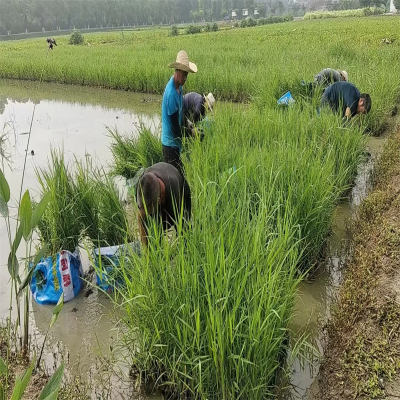 湘鄉(xiāng)蘆葦苗生態(tài)修復蘆葦苗快速生產