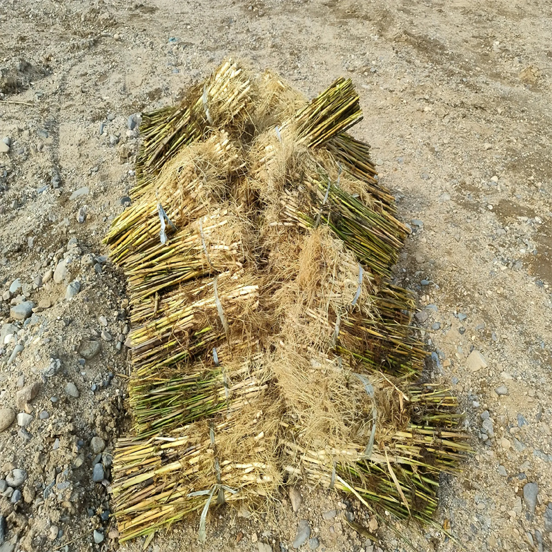 開封龍亭常年供應(yīng)編織材料蘆葦苗廠家