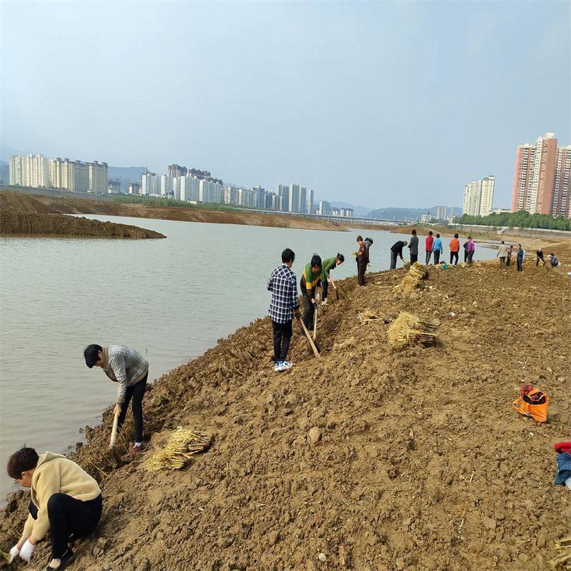 曲水蘆葦苗凈化水質(zhì)蘆葦苗誠(chéng)信可靠