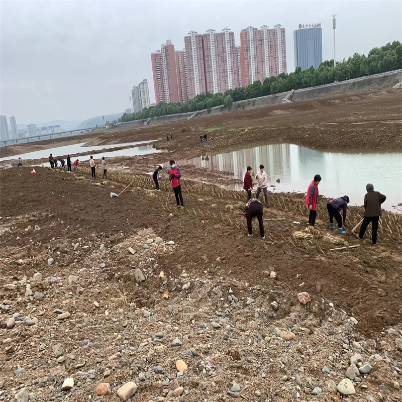 批發(fā)濕地綠化蘆葦苗_生產(chǎn)廠家