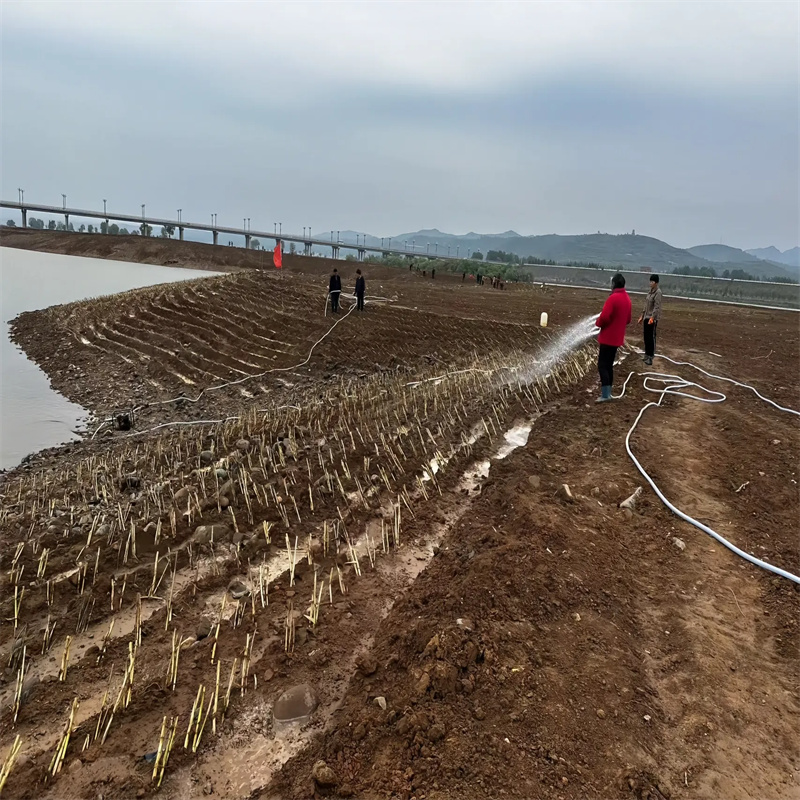 渝中蘆葦苗景觀工程蘆葦苗一個起售