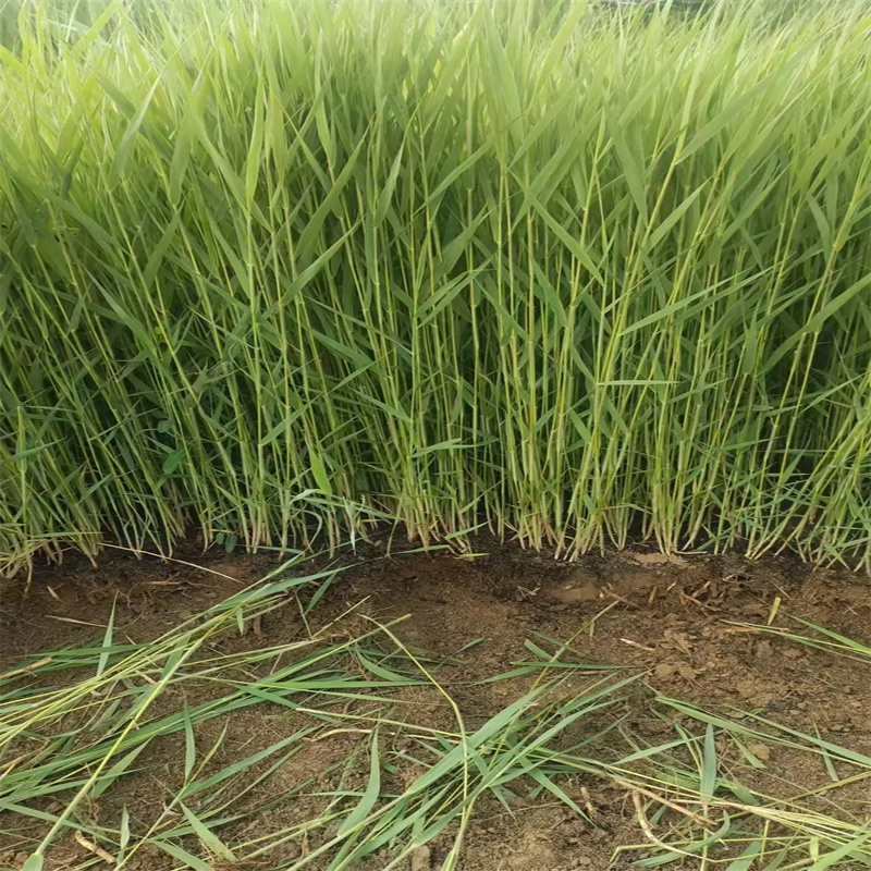 揭東蘆葦苗蘆葦根莖現(xiàn)貨供應(yīng)