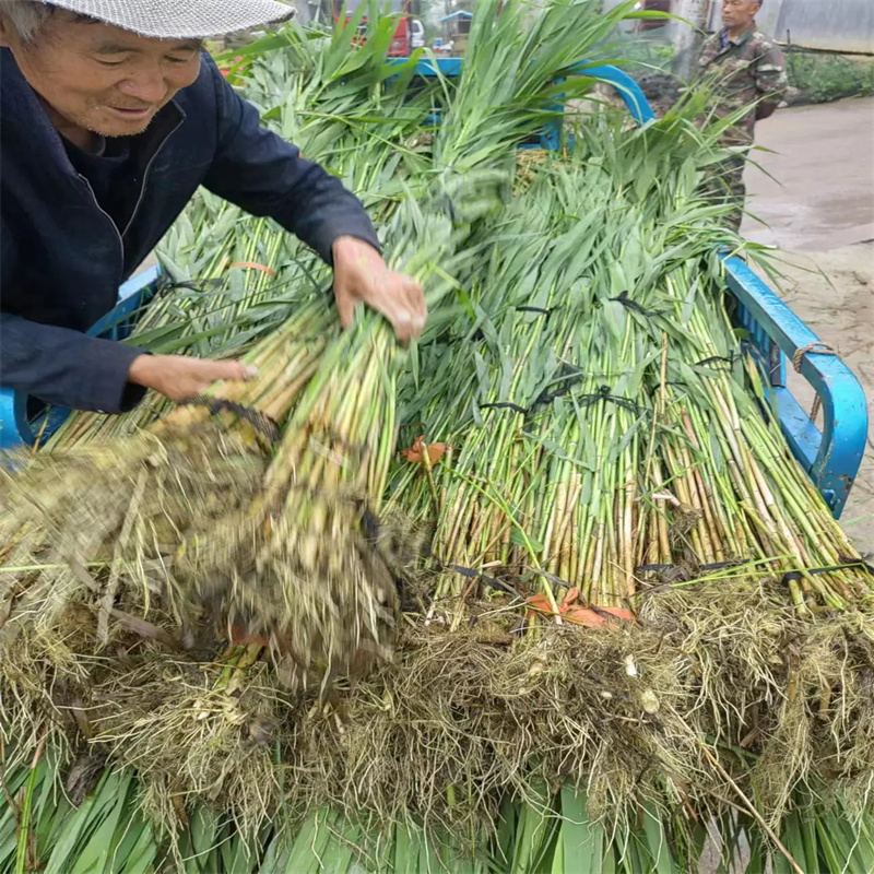 彬縣蘆葦苗蘆葦貨源足質量好