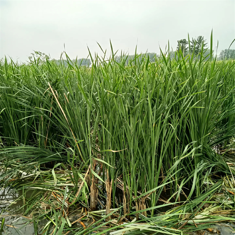 貢覺蘆葦苗蘆葦苗應用范圍廣泛