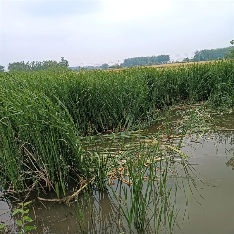 伍家崗蘆葦苗蘆葦根莖老品牌廠家