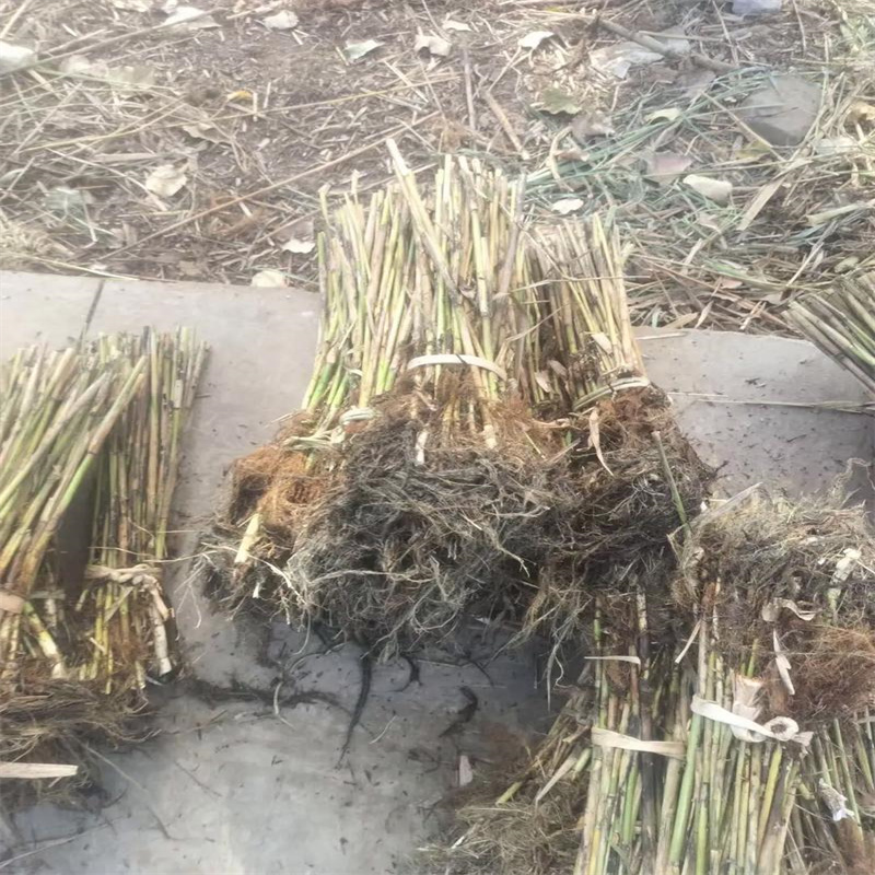 甘南蘆葦苗蘆葦產(chǎn)地工廠