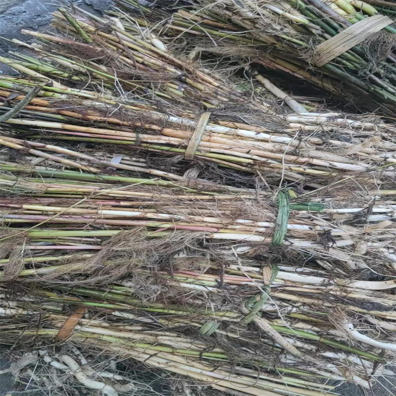 #衡陽衡東蘆葦苗廠家