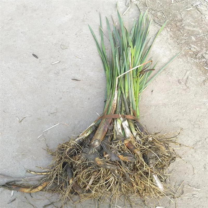 鄞州蘆葦苗飼料用蘆葦苗使用方法