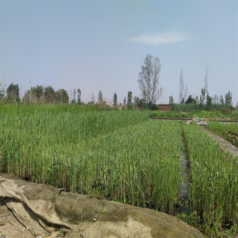 宜春上高蘆葦小苗-蘆葦小苗價格優(yōu)惠
