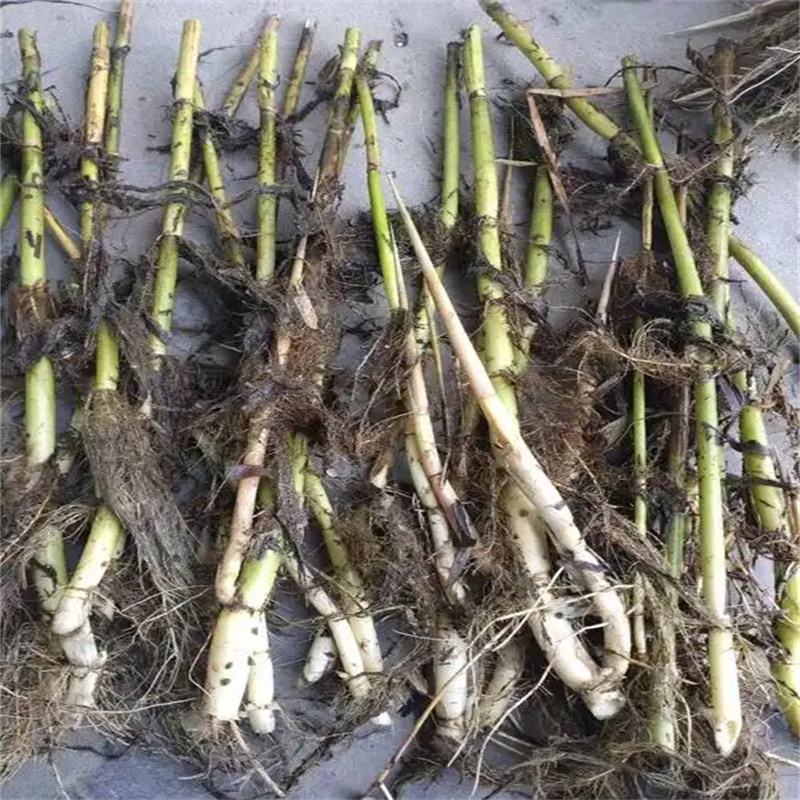 延安蘆葦苗_河道治理蘆葦苗有口皆碑