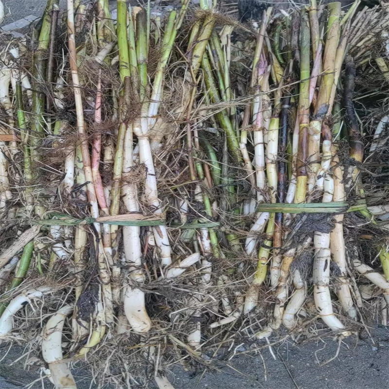 供應蘆葦小苗廠家