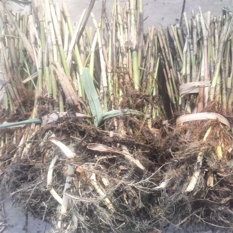 株洲石峰凈化水質(zhì)蘆葦苗圖片