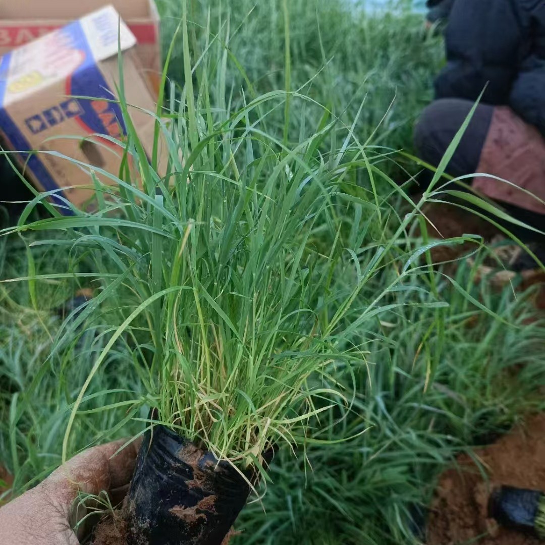 嵩明蘆葦苗蘆葦苗誠信商家