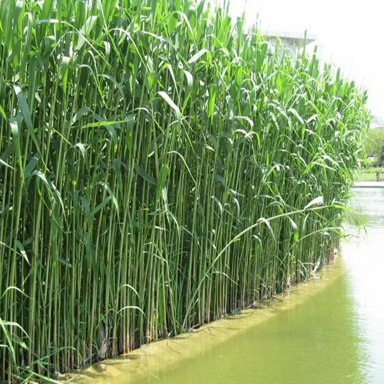 蘆葦苗蘆葦種苗專(zhuān)業(yè)生產(chǎn)廠家