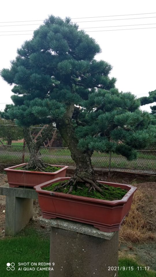 水质提升河湖泊黑臭蓝藻污染水体处货源充足