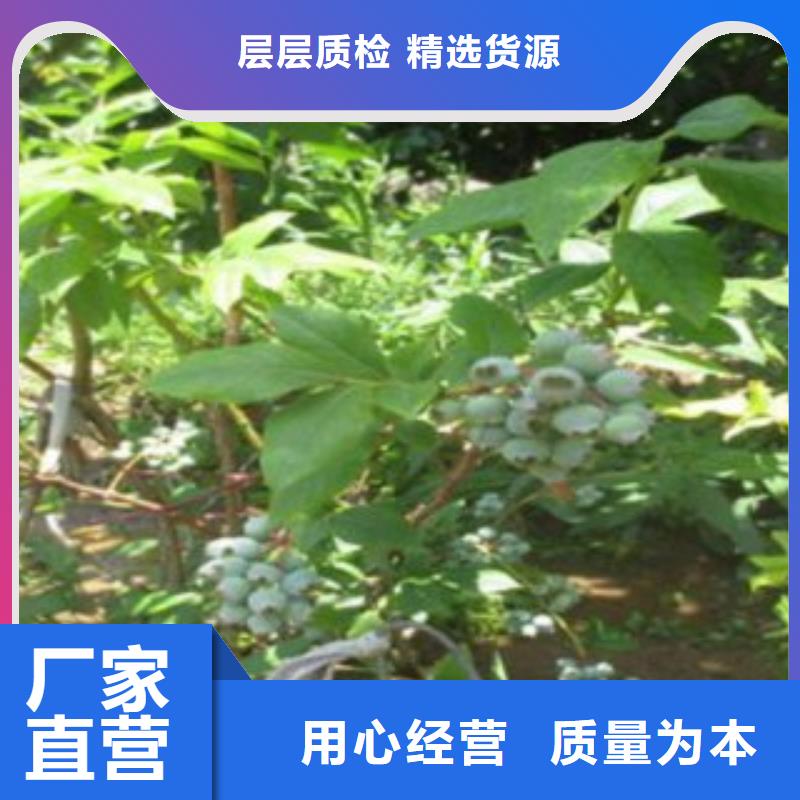 蓝莓组培树苗种植方法好厂家有担当