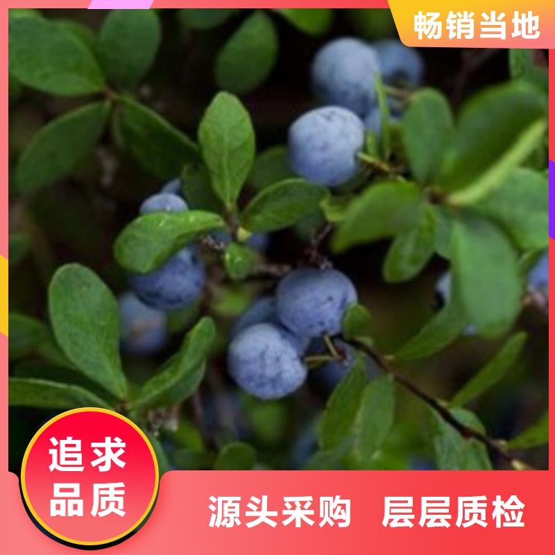 蓝塔蓝莓树苗专业合作社做工精细